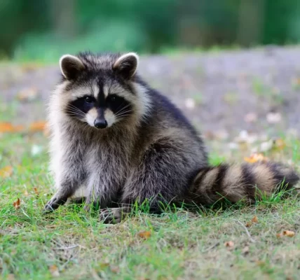 新北市浣熊誤被當狐狸現身鞋櫃，動保處協助找回真實主人