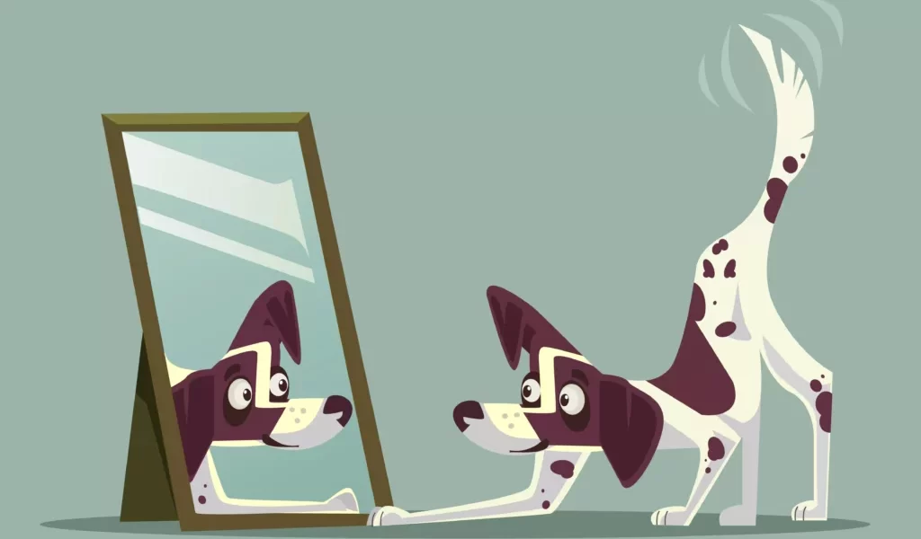 狗狗能認出鏡中的自己嗎？科學測試揭示牠們的爆笑反應