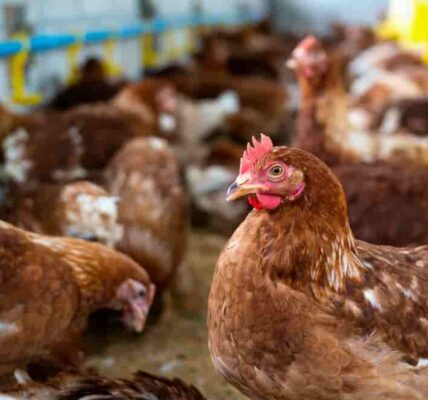 H7N9禽流感再現美國！2017年來首例爆發 近5萬隻雞遭撲殺