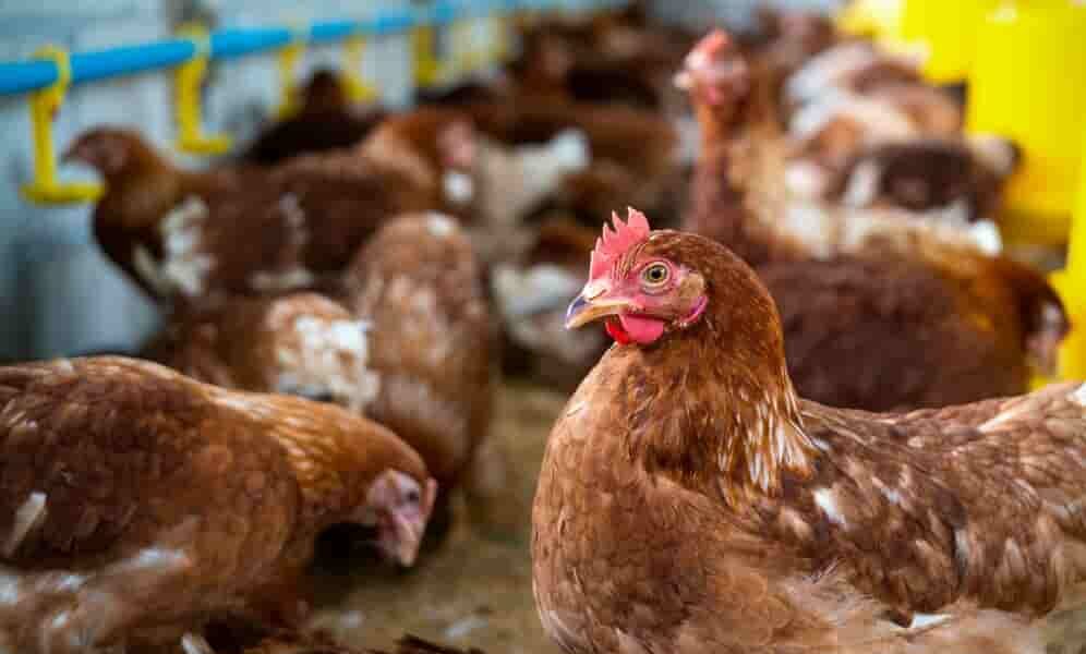 H7N9禽流感再現美國！2017年來首例爆發 近5萬隻雞遭撲殺