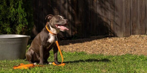 比特犬真有攻擊性？專家揭開「親人本性」 咬人事件關鍵在飼主