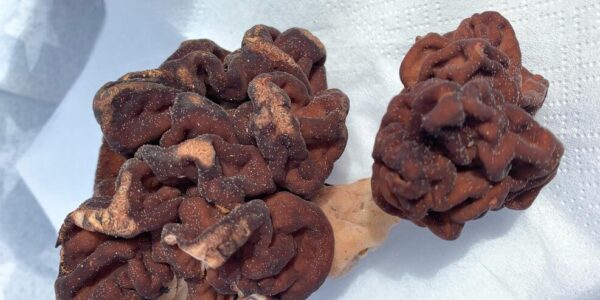 法國小鎮爆「漸凍症群聚」！竟與當地特產美食有關？科學家揭潛在元兇