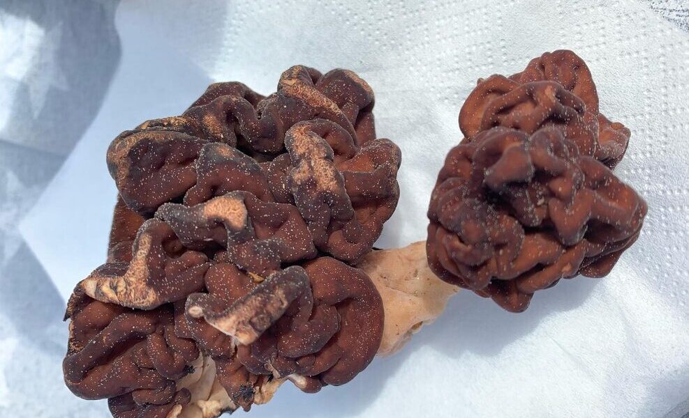 法國小鎮爆「漸凍症群聚」！竟與當地特產美食有關？科學家揭潛在元兇