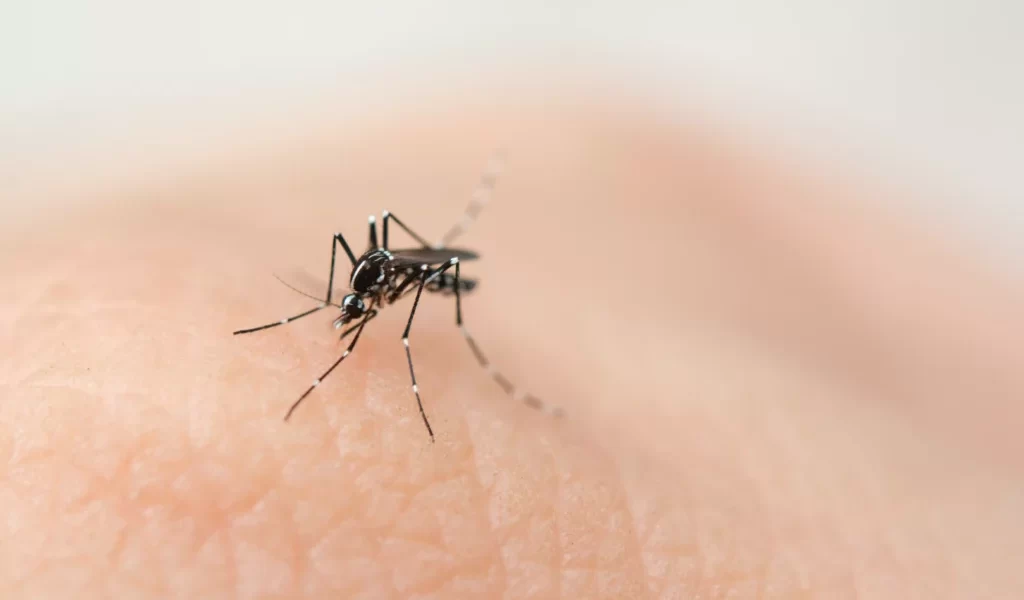 登革熱病例飆升 梅雨季來臨 民眾應嚴防病媒蚊孳生