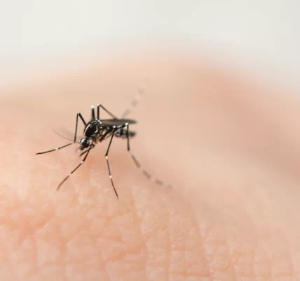 登革熱病例飆升 梅雨季來臨 民眾應嚴防病媒蚊孳生