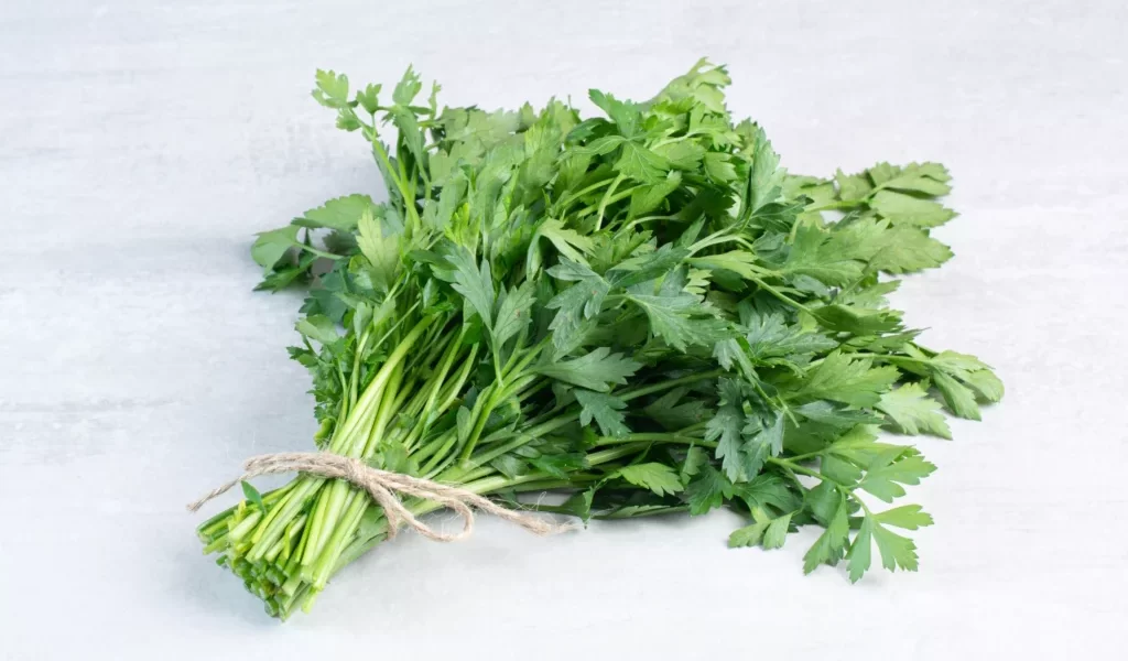 豪雨重創菜園　香菜拍賣價飆破千元　攤販、火鍋店紛紛喊苦