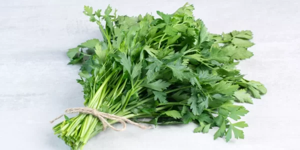 豪雨重創菜園　香菜拍賣價飆破千元　攤販、火鍋店紛紛喊苦