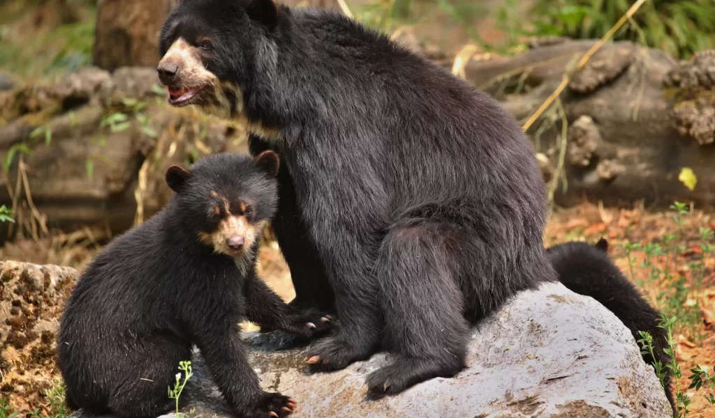 【日本熊害警報升級】熊連闖民宅、襲擊致死　專家示警：「熊已學會人類不強大」