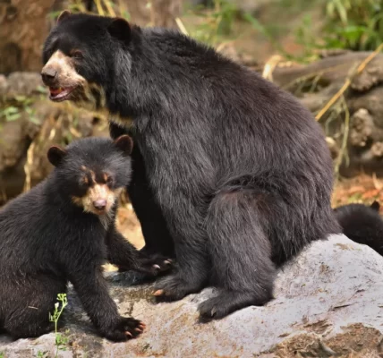 【日本熊害警報升級】熊連闖民宅、襲擊致死　專家示警：「熊已學會人類不強大」