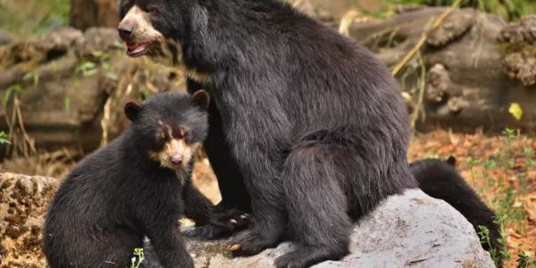 【日本熊害警報升級】熊連闖民宅、襲擊致死　專家示警：「熊已學會人類不強大」