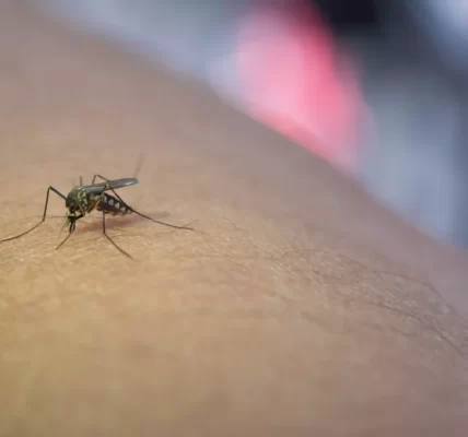 全球最後「無蚊淨土」失守！冰島首度發現蚊子　專家：恐意味氣候與生態變遷