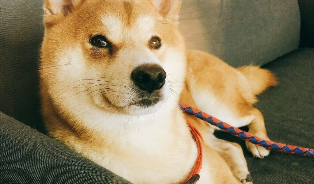 苗栗虐犬案後首次開放領養！85 隻柴犬、柯基待新家　九成被割聲帶讓人心碎