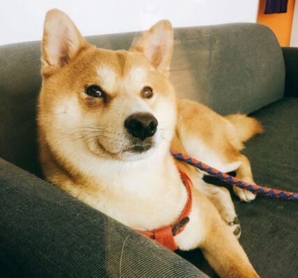 苗栗虐犬案後首次開放領養！85 隻柴犬、柯基待新家　九成被割聲帶讓人心碎