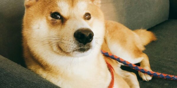 苗栗虐犬案後首次開放領養！85 隻柴犬、柯基待新家　九成被割聲帶讓人心碎