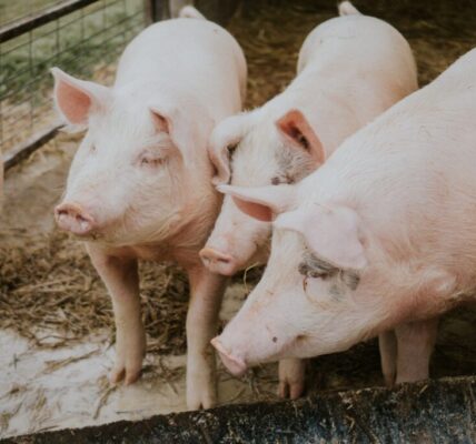 非洲豬瘟解禁一週　429家廚餘養豬場須強制監測、違者罰百萬以上